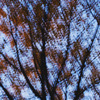 Louise Dudis, Tree 6, 2009